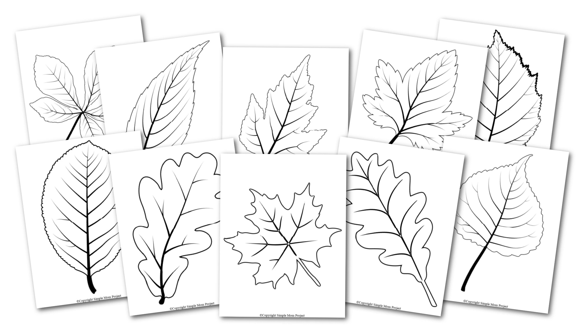 Free Printable Large Leaf Templates, Stencils And Patterns in Printable Fall Leaf Templates