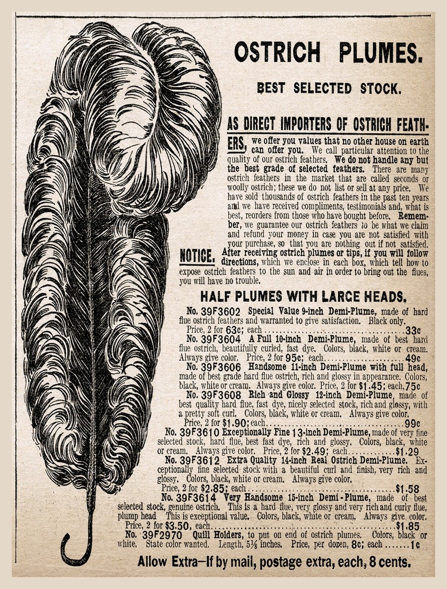 11217.Decor Poster.room Interior Design Vintage Wall.victorian Ostrich  Feather with Victorian Feather Template