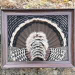 22” X 28” Feather Art Wild Merriams Turkey Regarding Template Turkey Feather Frame