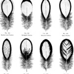 A Complete Guide To The Feather Faults In Chickens. What Causes With Regard To Chicken Feather Template