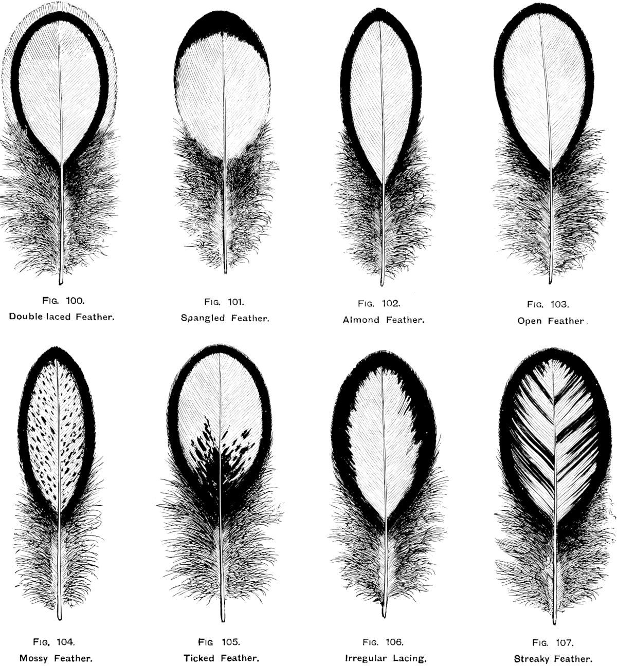 A Complete Guide To The Feather Faults In Chickens. What Causes with regard to Chicken Feather Template