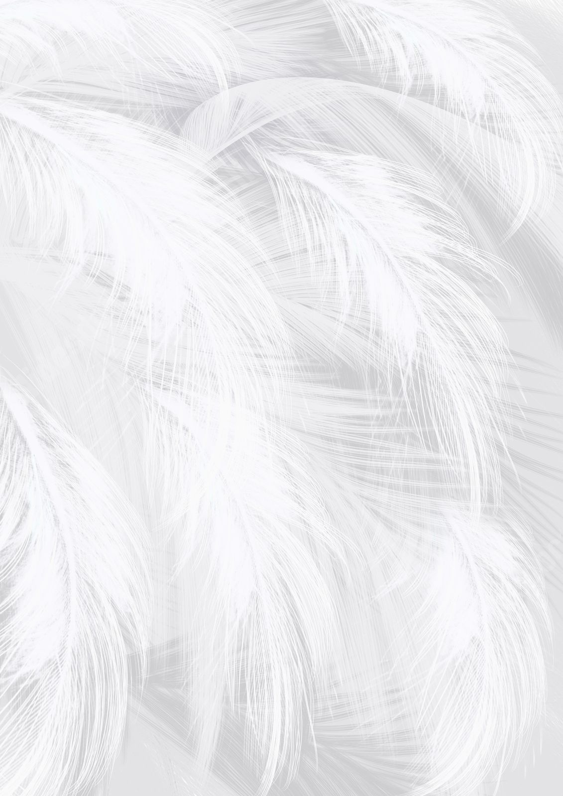 A White Bird&amp;#039;S Feather Page Border Background Word Template And for Bird Feather Word Template