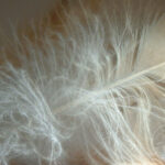 Barn Owl Feather [Melanie Lindenthal]   The Barn Owl Trust With Owelette Feather Template