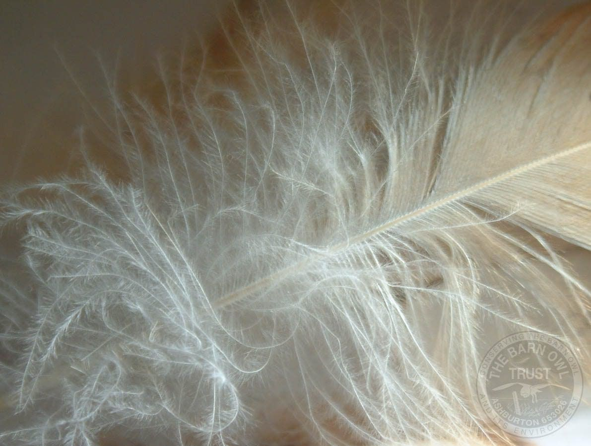 Barn Owl Feather [Melanie Lindenthal] - The Barn Owl Trust with Owelette Feather Template