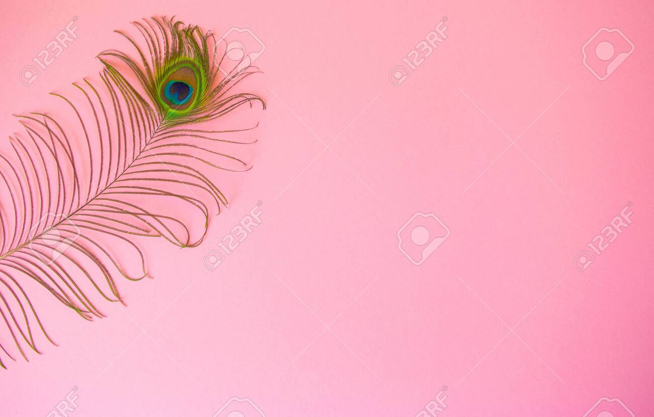 Beautiful Feather From A Peacock&amp;#039;S Tail On An Isolated Pastel pertaining to Feather Background Template
