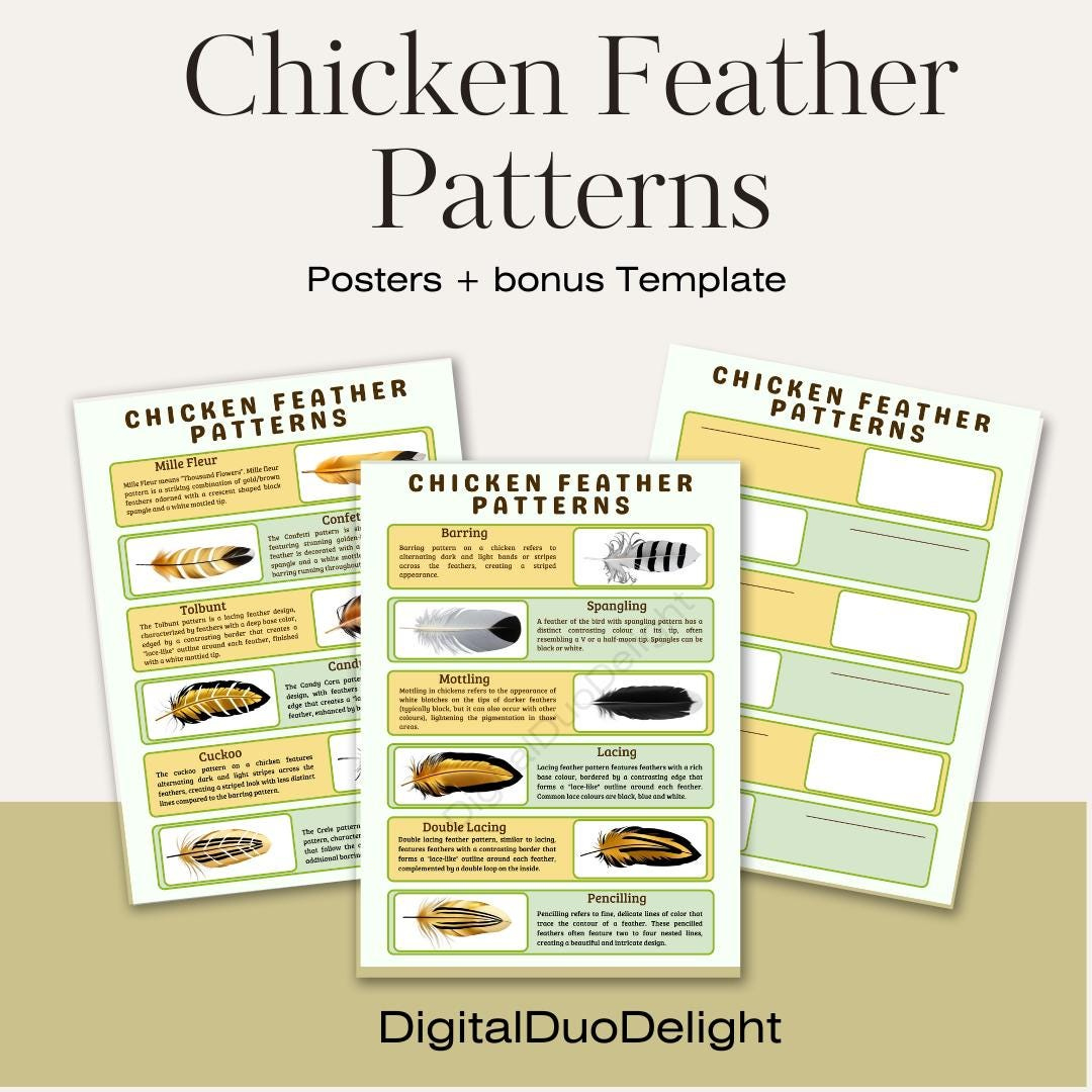 Chicken Feather Color Poster Identification Poultry Patterns in Chicken Feather Template
