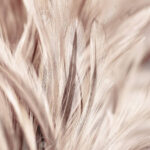 Chicken Feathers In Soft And Blur Style For Background And Art In Chicken Feather Template