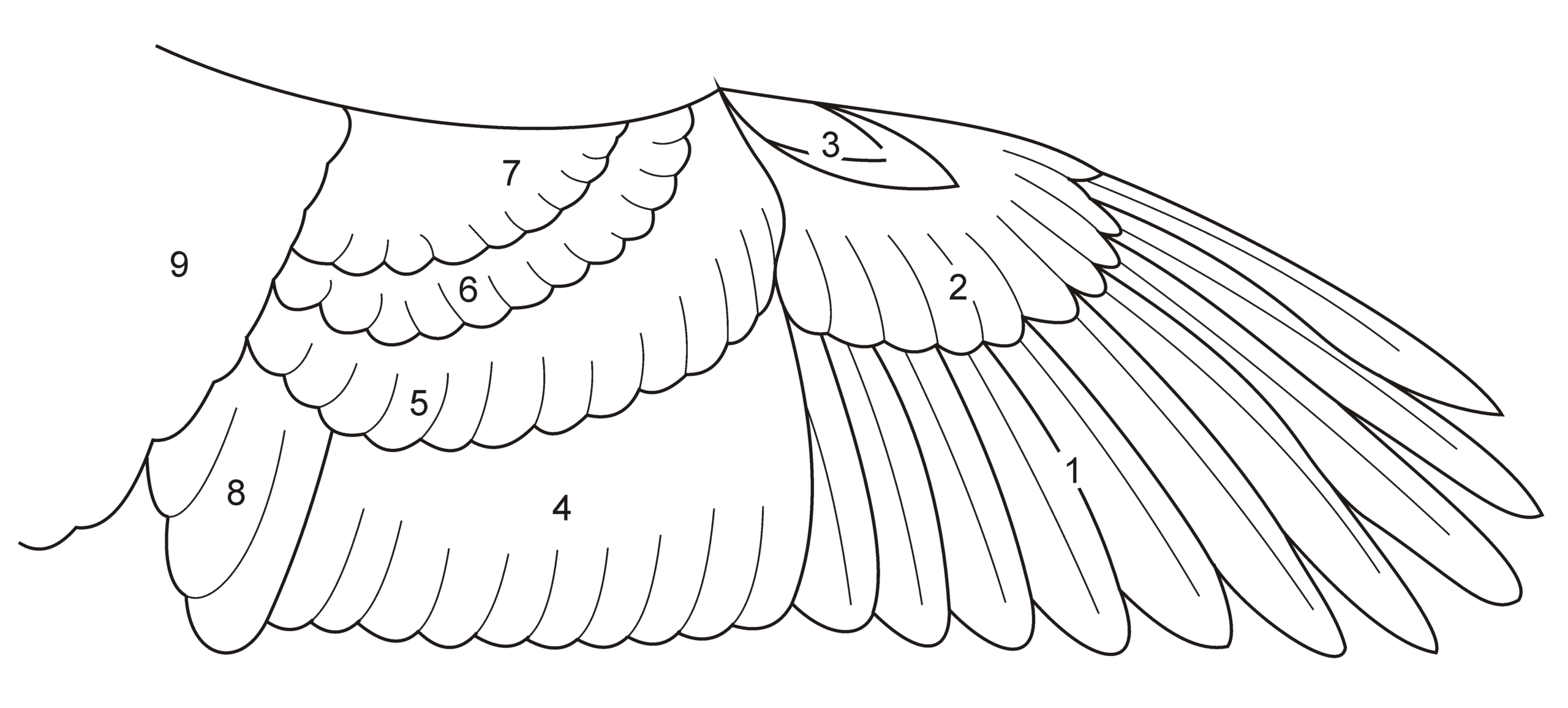 Datei:birdwingfeathersketch – Wikipedia for Feather Wing Cut Out Template