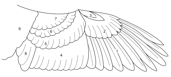 Feather Template For Wings Feather Template For Wings