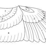 Datei:birdwingfeathersketch – Wikipedia Pertaining To Feather Wings Template