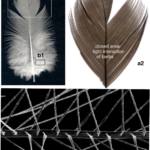 Detection Of Endogenous Lipids In Chicken Feathers Distinct From For U Tub Westlee Feather Template