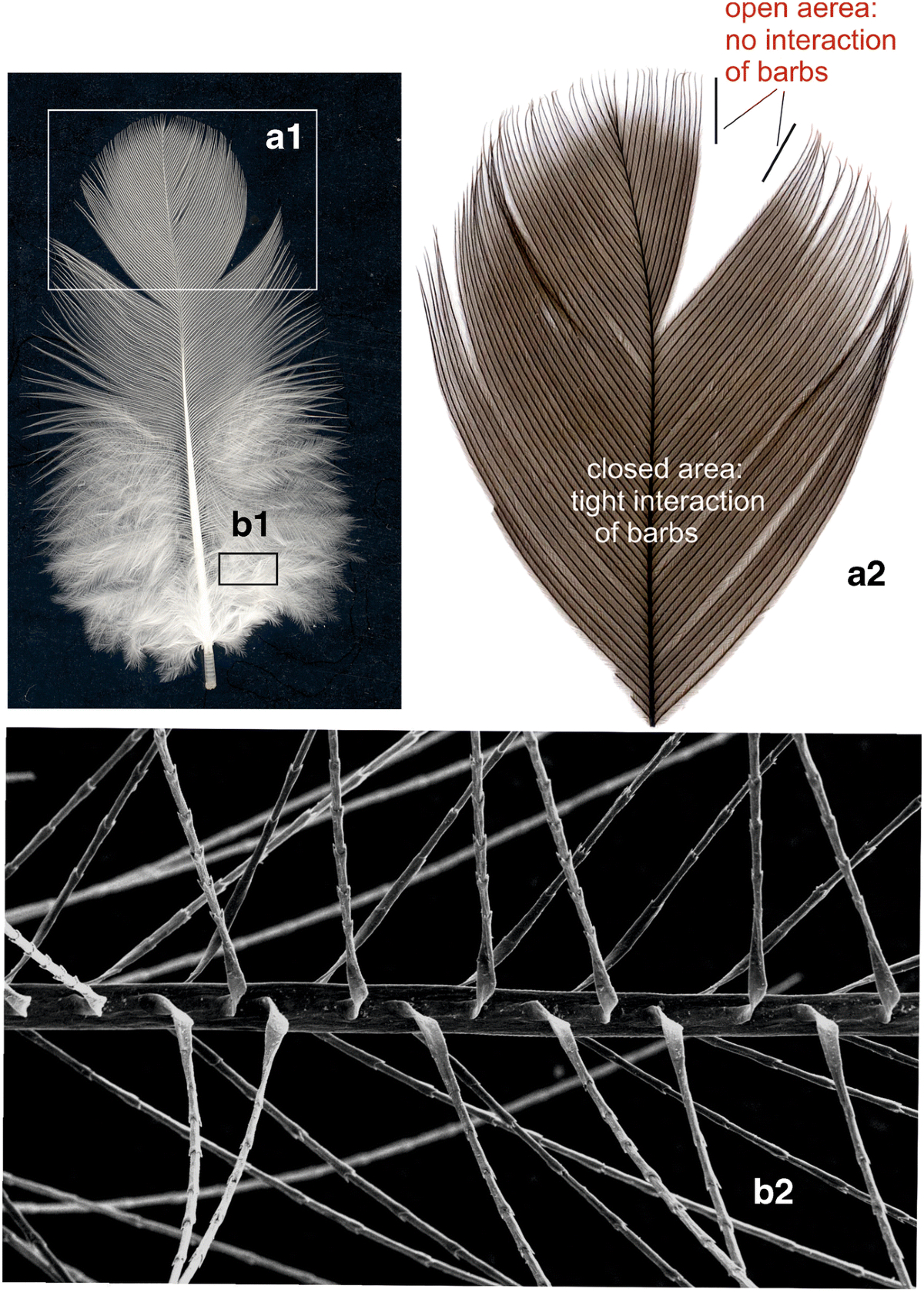 Detection Of Endogenous Lipids In Chicken Feathers Distinct From for U-Tub Westlee Feather Template