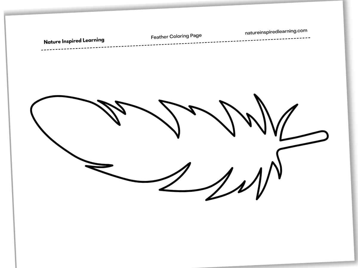Feather Coloring Pages - Nature Inspired Learning with regard to Large Printable Feather Template