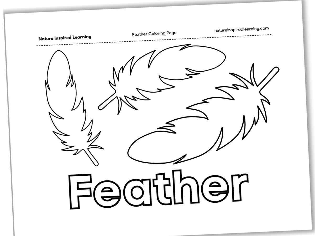 Feather Coloring Pages - Nature Inspired Learning with regard to Small Feather Template