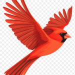 Flying Cardinal Bird Images | Free Photos, Png Stickers Intended For Cardinal Feather Template Page Background