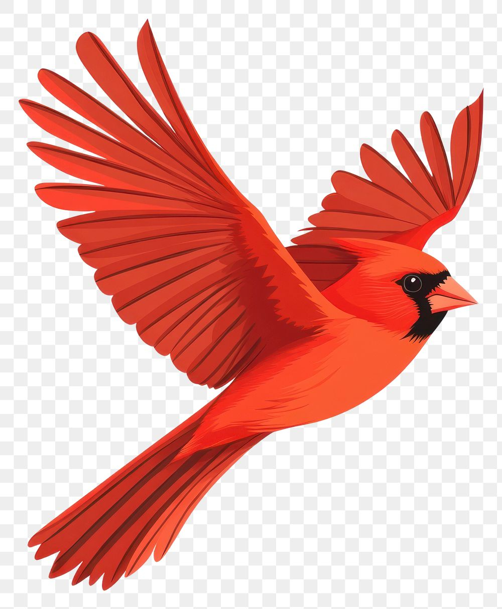Flying Cardinal Bird Images | Free Photos, Png Stickers intended for Cardinal Feather Template Page Background