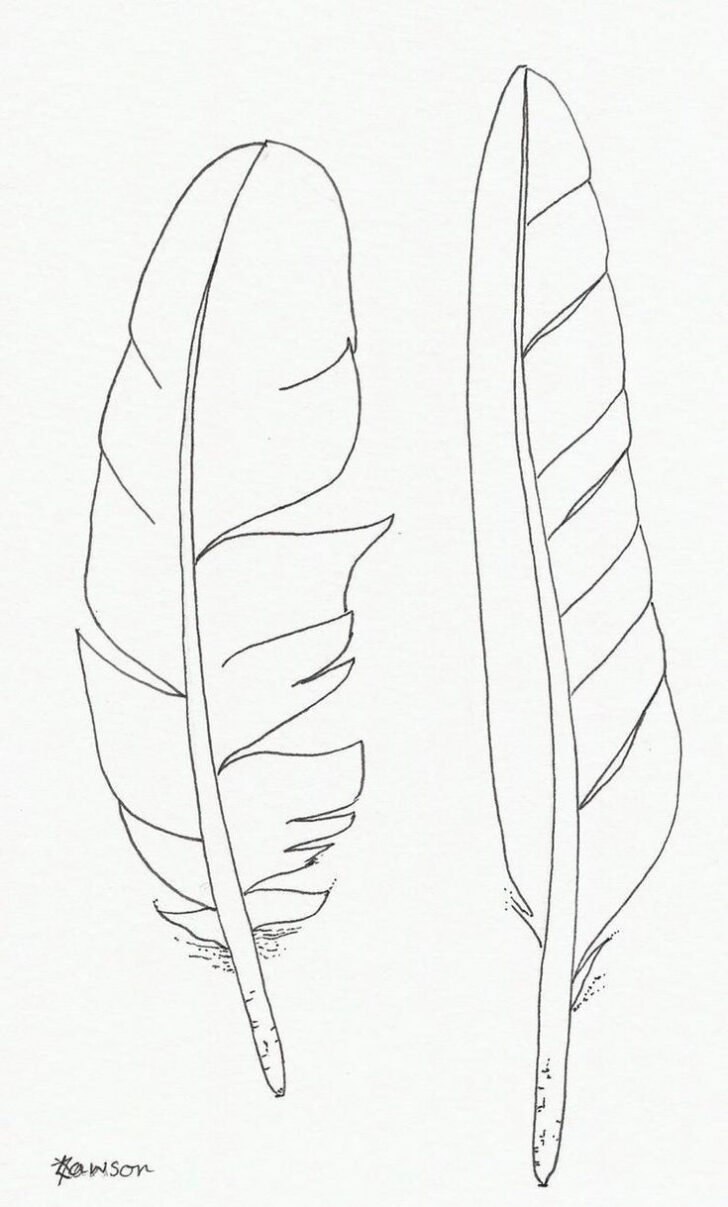 Feather Drawing Template