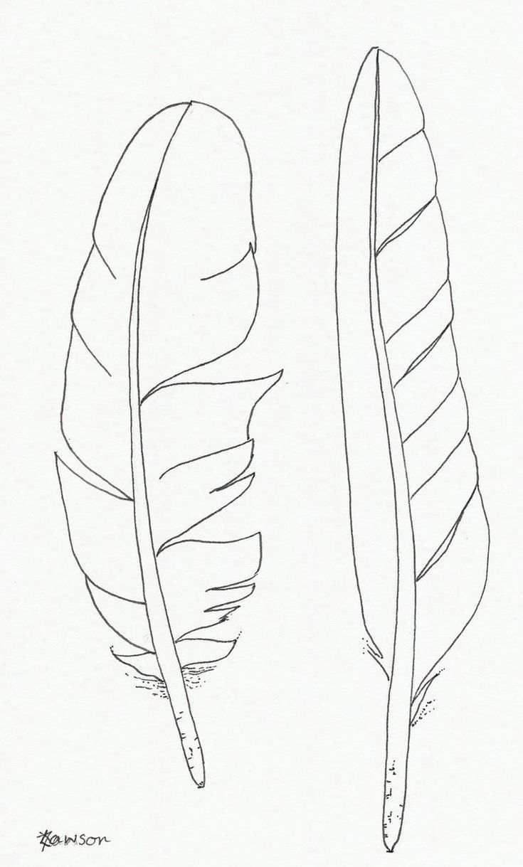 Pinterest | Feather Drawing, Feather Art, Drawings throughout Feather Drawing Template