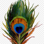 Printable Peacock Feather   Pena De Pavao Png   Free Transparent Intended For Printable Peacock Feather Template