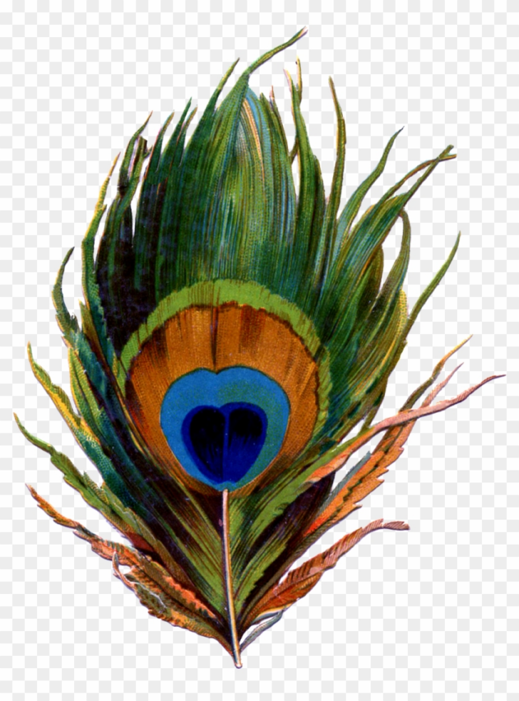 Free Peacock Feather Template Free Peacock Feather Template