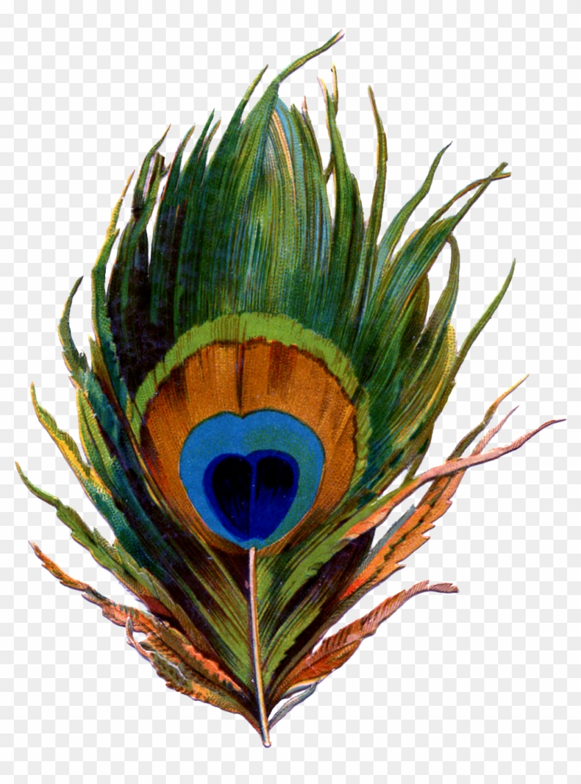 Printable Peacock Feather - Pena De Pavao Png - Free Transparent within Free Peacock Feather Template