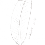 Red Tailed Hawk Tail Feather Sketch — Weasyl Throughout Tail Feather Template