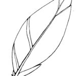 Turkey Feather Clip Art 2 Regarding Feather Template Free