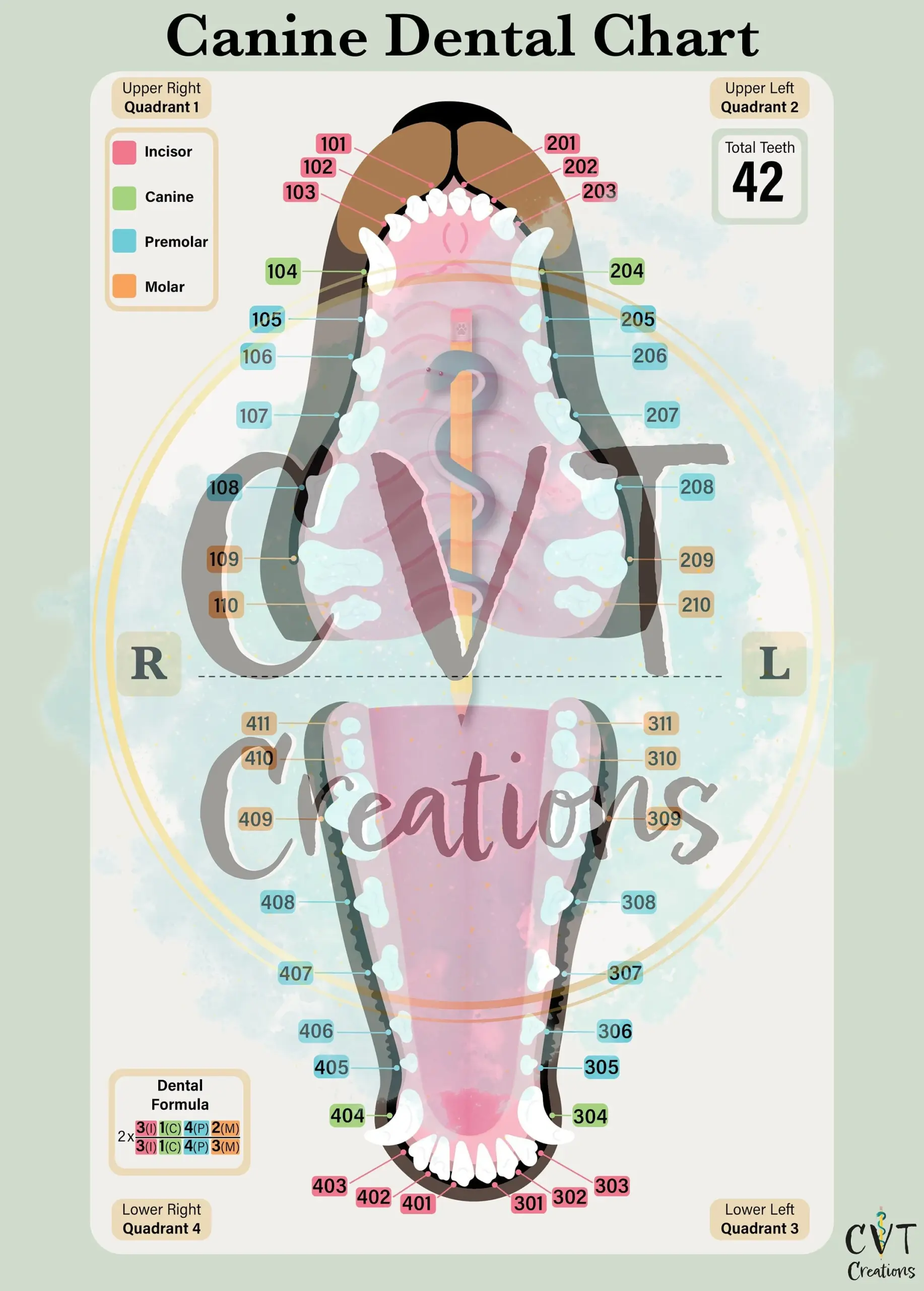 Canine Dental Chart Digital Download