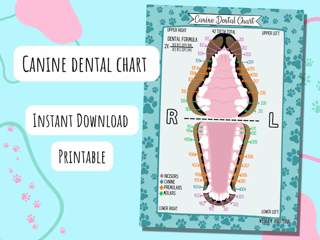 Canine Dental Chart Digital Download