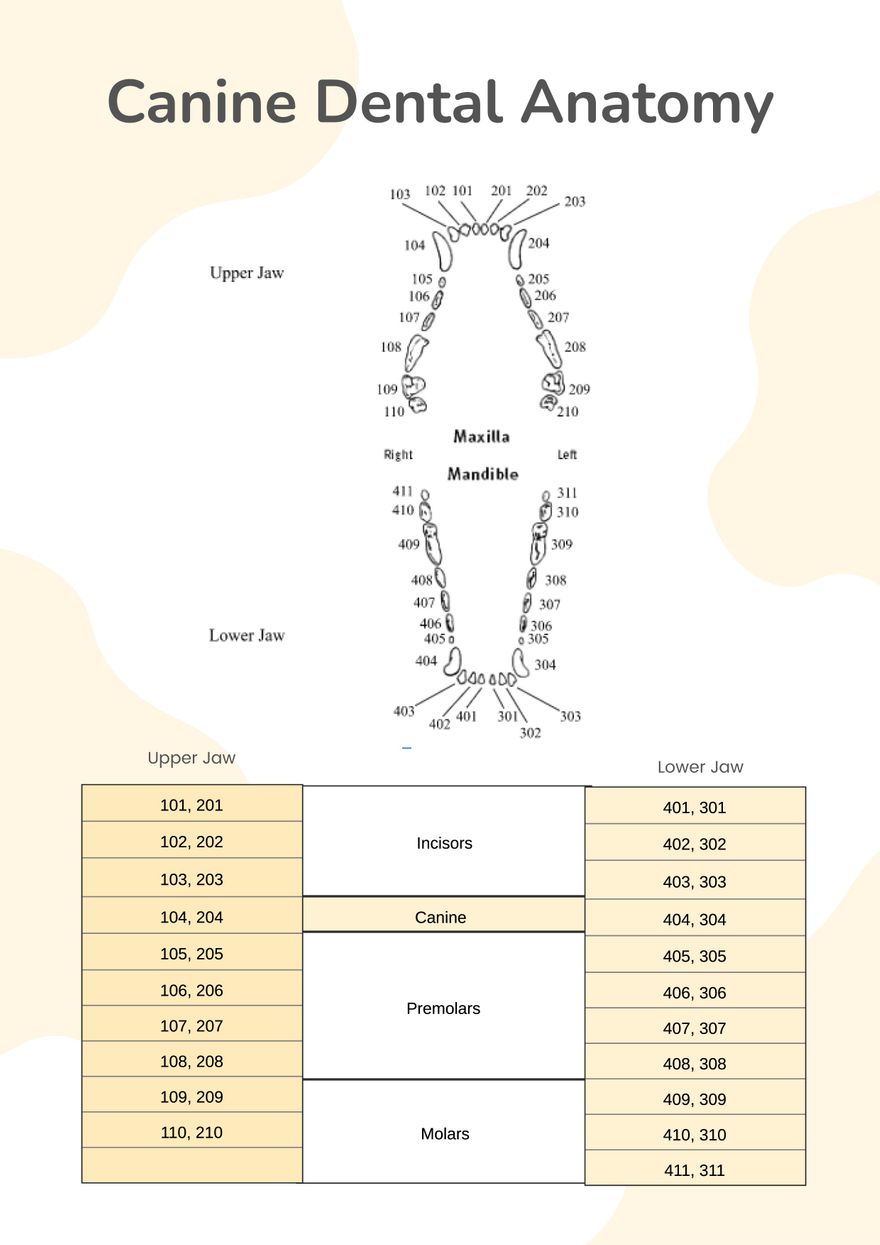 Canine Dental Chart