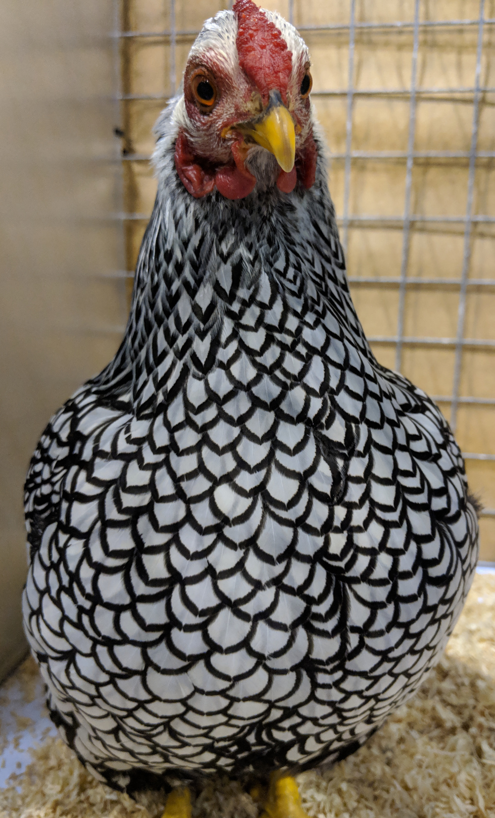 Chicken Feather Patterns With Breed Examples Pictures And Video Chicken Feather Patterns With Breed Examples Pictures And Video