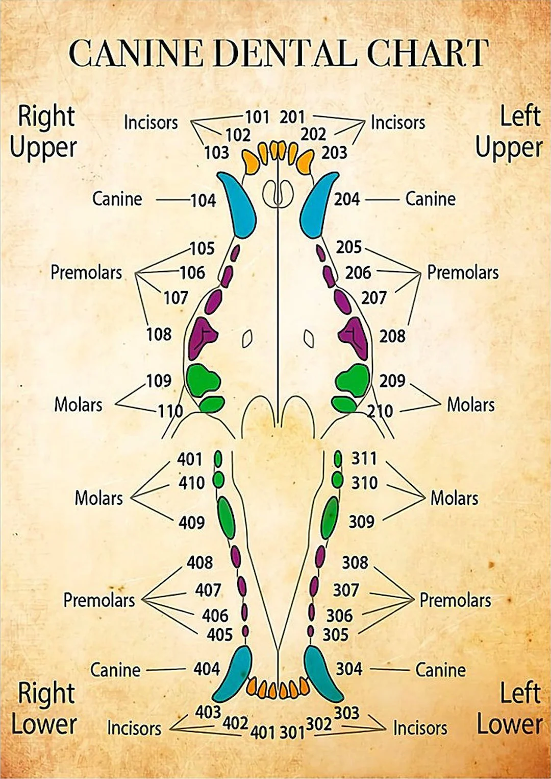 Dentist Canine Dental Chart Poster Home