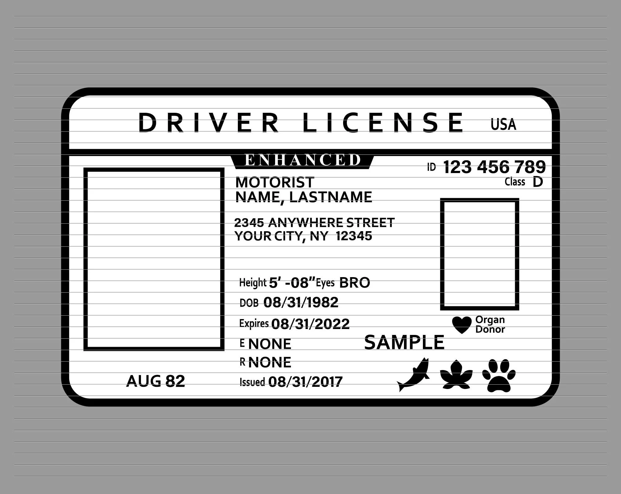 Driver Licence Svg Driver License Id Svg