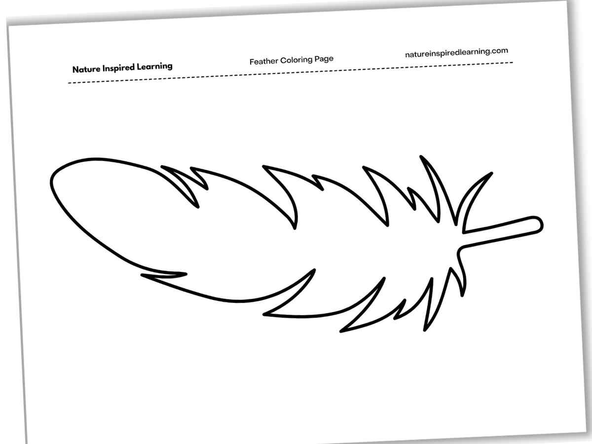 Feather Coloring Pages Feather Coloring Pages
