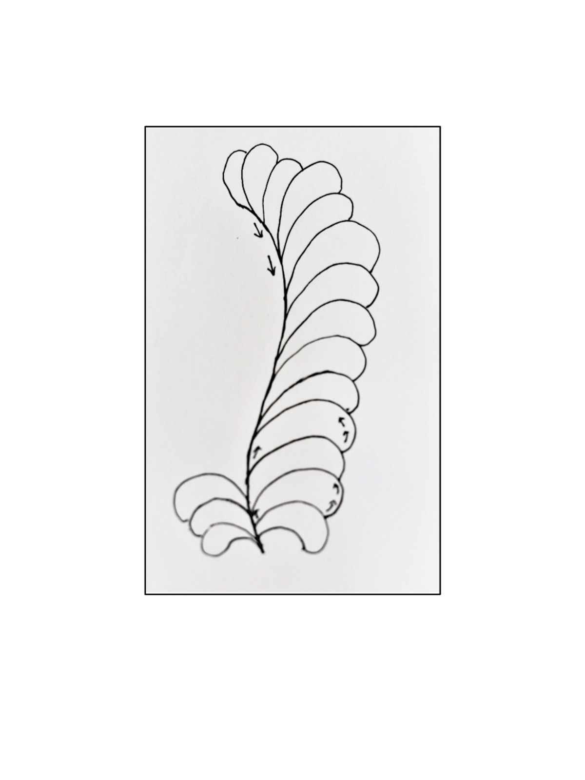 How To Quilt Feathers With Free Motion And Rulerwork