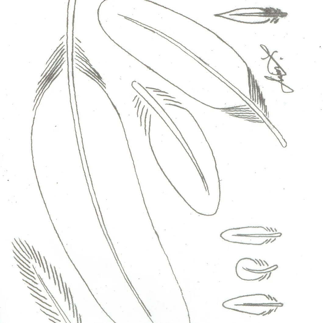 Leather Feather Pattern Leather Feather Pattern