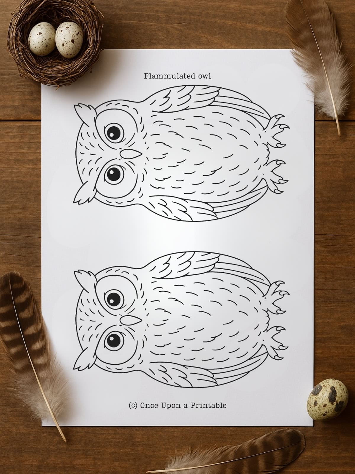 Owl Template Owl Template