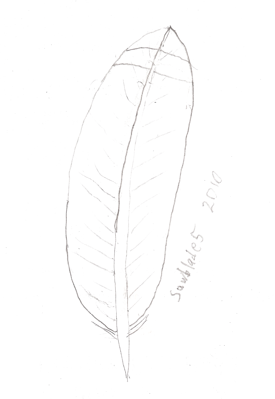 Red Tailed Hawk Tail Feather Sketch
