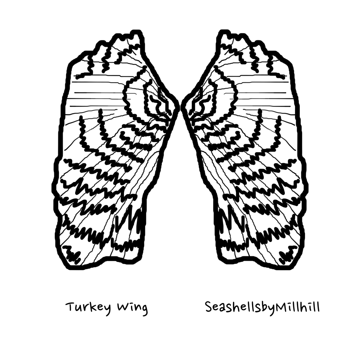 Seashell Coloring Page Turkey Wing Seashell Coloring Page Turkey Wing