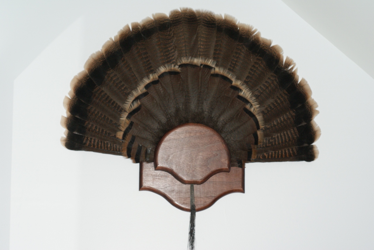 free printable turkey fan mount template